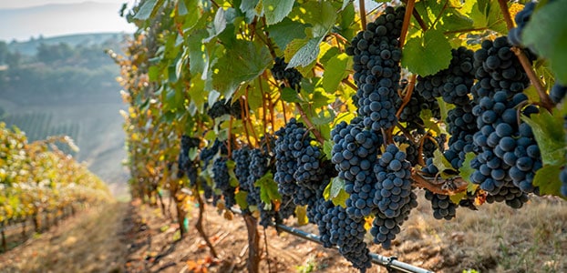 Grapes in Vineyard